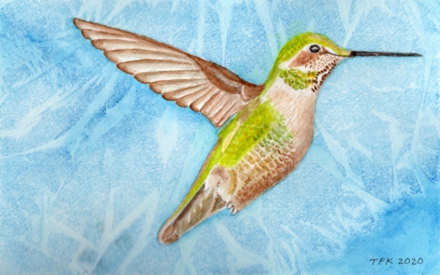 Anna's hummingbird flying